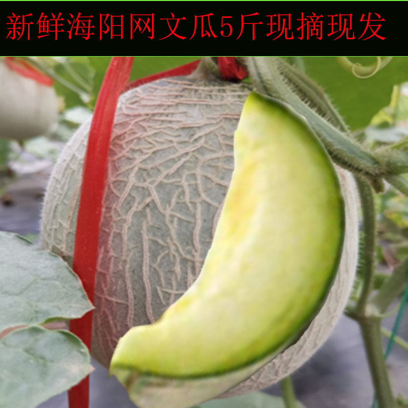 海阳网纹瓜5斤包邮当季新鲜网红瓜孕妇水果现摘现发网文蜜瓜在类目 水产肉类/新鲜蔬果/熟食, 新鲜水果, 其它中 - 来自Buy2taobao.com提供专业的淘宝代购服务