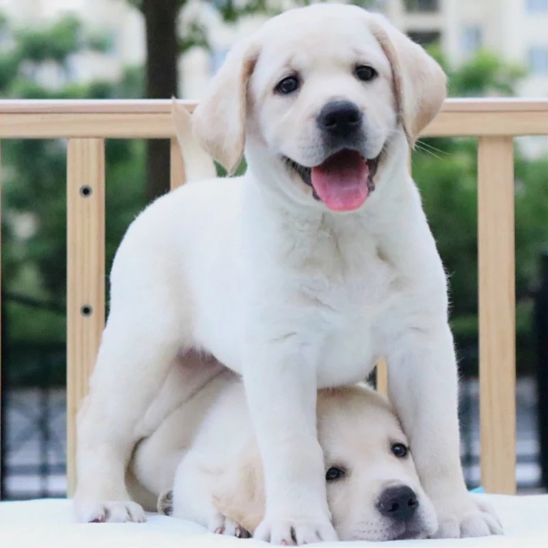 Thoroughbred Rab Lhatog Puppies Guide dogs God Dog Little seven large Living creatures Undercoat Domesticated living thing Pets Dogsin the Pet/Pet food and supplies , Pet Life Services , Pet Training category - from Buy2taobao.com to provide professional Taobao agent buy service