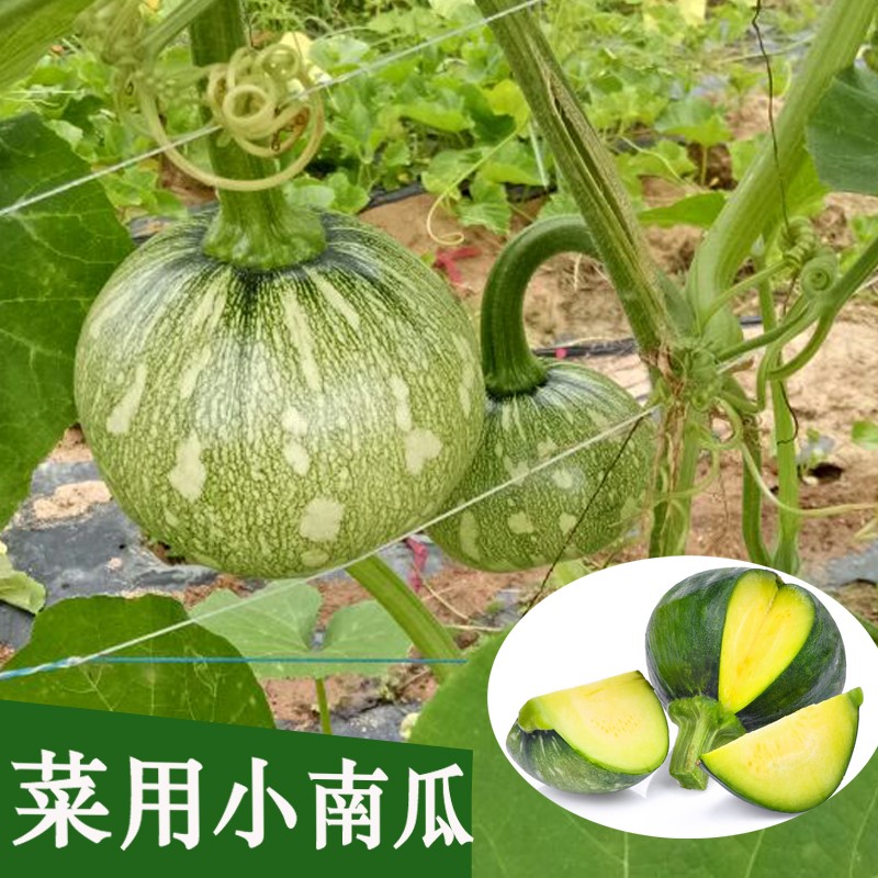 菜用小南瓜种子迷你南瓜花小青瓜农家种植蔬菜种籽春季四季播在类目 鲜花速递/花卉仿真/绿植园艺, 花卉/蔬果/草坪种子(新), 家庭园艺种子中 - 来自Buy2taobao.com提供专业的淘宝代购服务