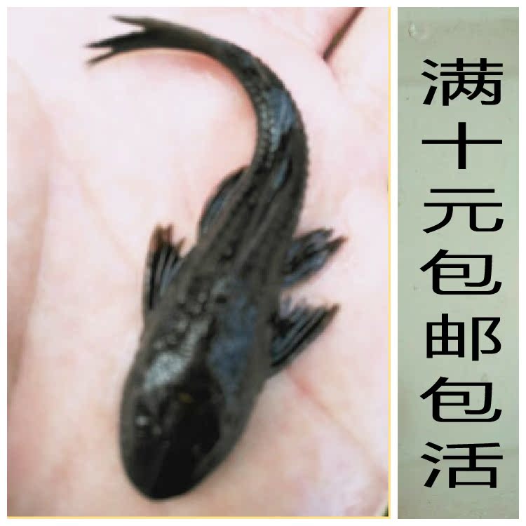 活体观赏金鱼清洁垃圾鱼缸热带工具鱼清道夫免邮费包活清洁鱼在类目 宠物/宠物食品及用品, 水族世界, 鱼中 - 来自Buy2taobao.com提供专业的淘宝代购服务