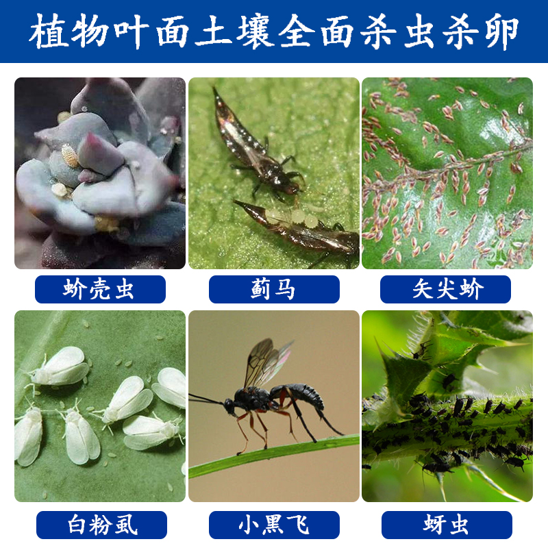 Succulent plants Insecticide currency Green plant flowers and plants Potted plant Spray Dedicated Scale insects aphid Blackin the Flower delivery/Flowers simulation/Plants gardening , Gardening supplies , Flower Pharmacy category - from Buy2taobao.com to provide professional Taobao agent buy service