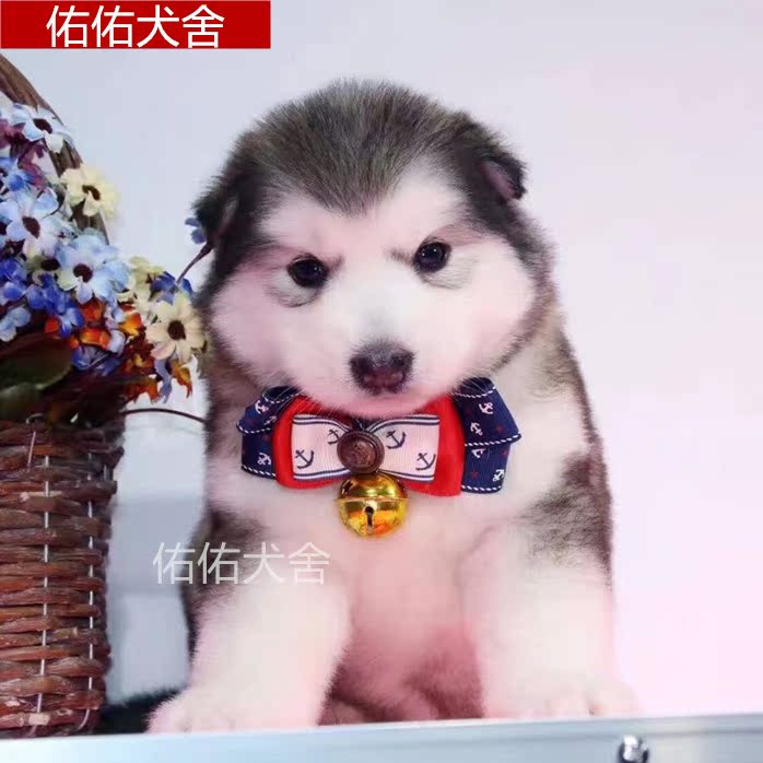巨型烟灰色纯种阿拉斯加幼犬活体宠物狗低价家庭小狗狗崽疫苗齐全在类目 宠物/宠物食品及用品, 狗狗中 - 来自Buy2taobao.com提供专业的淘宝代购服务
