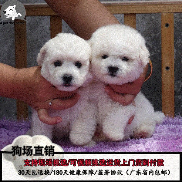 出售比熊犬幼犬活体比熊狗狗法国卷毛比熊犬比熊|msdalam kategori haiwan peliharaan/makanan haiwan dan bekalan, Haiwan peliharaan Life Services, Pet Training - dari Buy2taobao.com untuk memberikan perkhidmatan ejen Taobao profesional membeli