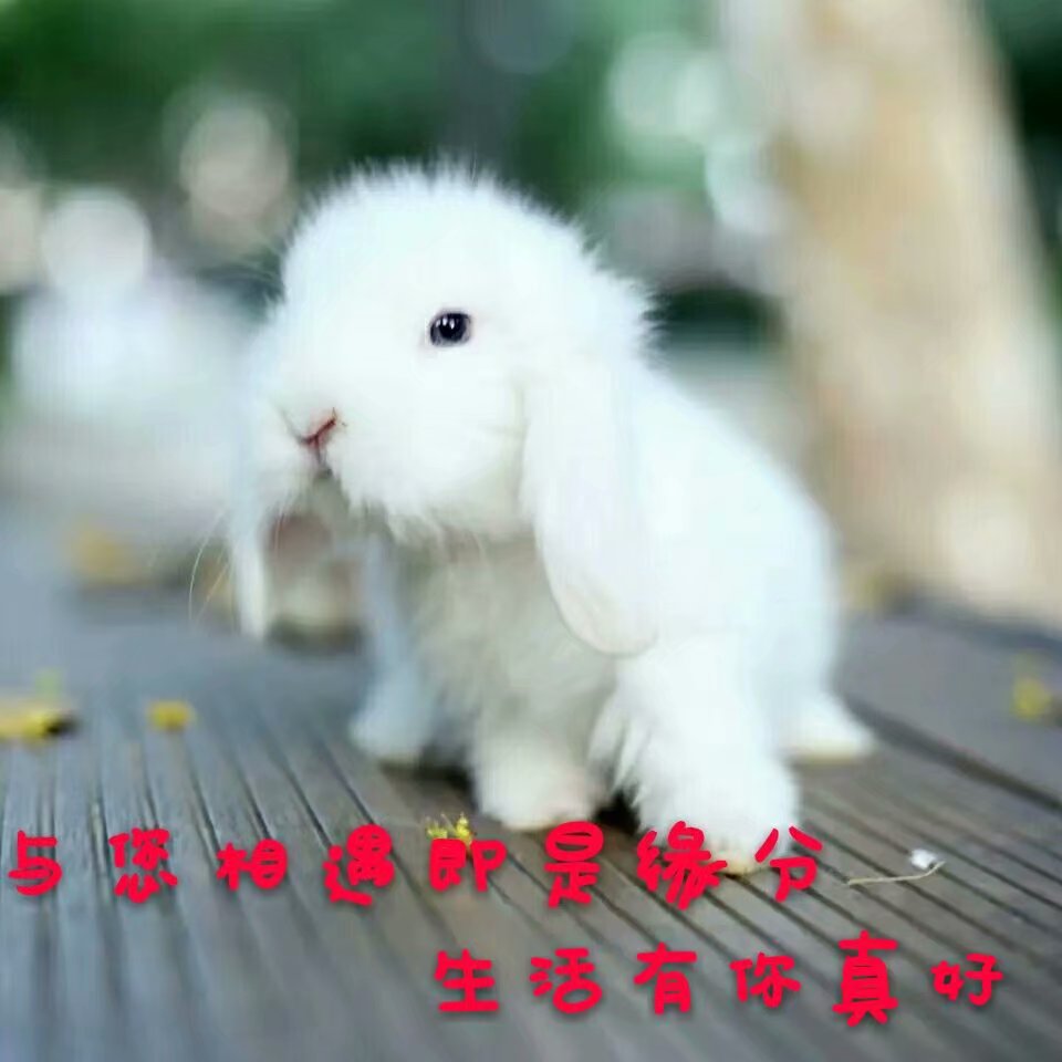 纯种垂耳兔活体宠物兔子活体迷你侏儒兔安哥拉兔猫猫兔宝宝包邮在类目 宠物/宠物食品及用品, 兔类及其用品, 兔中 - 来自Buy2taobao.com提供专业的淘宝代购服务