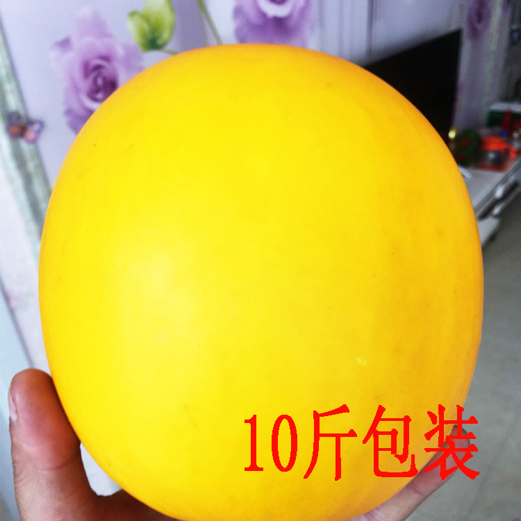 黄金蜜瓜甘肃黄河蜜瓜甜瓜金红宝现摘现发10斤包装包邮在类目 水产肉类/新鲜蔬果/熟食, 新鲜水果, 甜瓜中 - 来自Buy2taobao.com提供专业的淘宝代购服务
