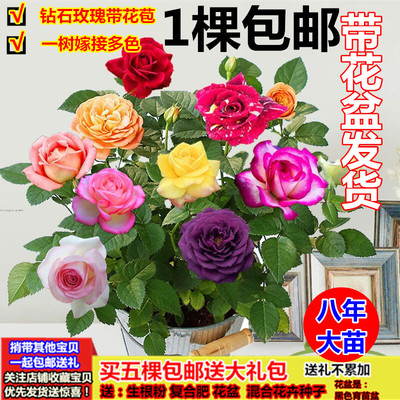 四季开花玫瑰花苗大花盆栽室内阳台浓香月季带花苞观花绿植物蔷薇