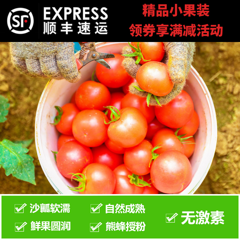 現摘6斤沙瓤新鮮番茄自然熟粉柿西紅柿 熊蜂授粉無激素水果生吃在類目 水產肉類/新鮮蔬果/熟食, 新鮮蔬菜/蔬菜製品, 新鮮蔬菜, 其它中 - 來自Buy2taobao.com提供專業的淘寶代購服務