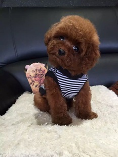 出售纯种棕色泰迪幼犬活体宠物狗狗贵宾犬小体积犬小型犬泰迪狗狗