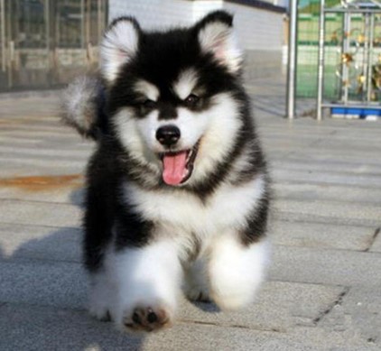 Thoroughbred Alaska Puppies living thing Malamute giant cross Alaska Dog Pets Dogsin the Pet/Pet food and supplies , Pet Life Services , Pet Training category - from Buy2taobao.com to provide professional Taobao agent buy service