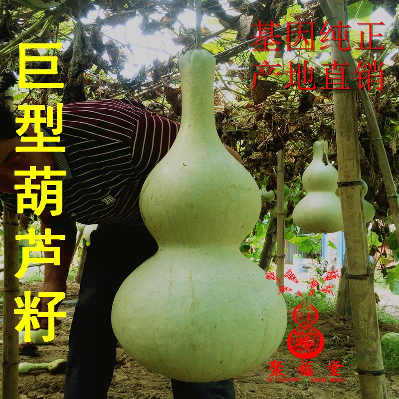 大小大中小葫芦种子观果葫芦手玩小葫芦种子葫芦籽四季小葫芦巨型|ruв категории Ручная работа, области народных ремесел, тыква - от Buy2taobao.com для оказания профессиональной услуги покупки агента Taobao