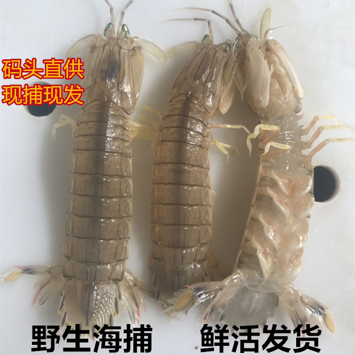 蝦婆海鮮水産新鮮野生琵琶蝦皮皮蝦螳螂蝦富貴蝦蝦爬子鮮活活蝦在類目 水產肉類/新鮮蔬果/熟食, 海鮮/水產品/製品, 蝦類, 活蝦中 - 來自Buy2taobao.com提供專業的淘寶代購服務