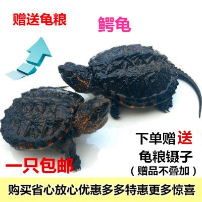 Tortoise living thing North America Small snapper living thing Alligator turtle Buddha turtle Hatchlings Pet turtle Turtle Watch Terrapinsin the Pet/Pet food and supplies , Aqua World , Turtle/Turtle category - from Buy2taobao.com to provide professional Taobao agent buy service