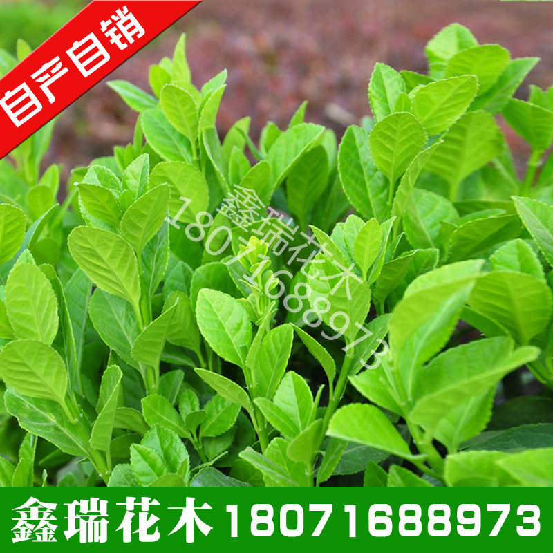 园林绿化苗木庭院围墙植物冬青苗绿篱苗大叶黄杨树苗四季常青花卉在类目 鲜花速递/花卉仿真/绿植园艺, 花园植物/行道树/果树, 观叶 /花灌木中 - 来自Buy2taobao.com提供专业的淘宝代购服务