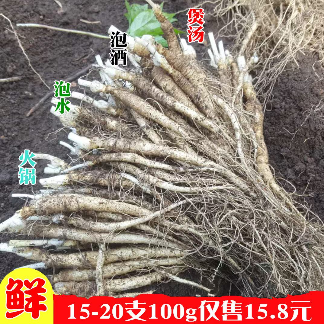 【15-20支100g】鲜人参东北长白山带土新鲜人参泡酒煲汤火锅参苗|msdalam kategori makanan berkhasiat tradisional, ginseng tonik, ginseng/ginseng - dari Buy2taobao.com untuk memberikan perkhidmatan ejen Taobao profesional membeli