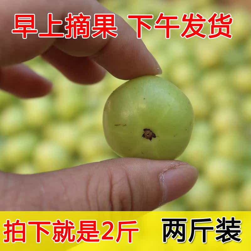 2斤特价新鲜年油甘果野生牛甘果余甘子橄榄孕妇酸水果油柑子可腌在类目 水产肉类/新鲜蔬果/熟食, 新鲜水果, 其它中 - 来自Buy2taobao.com提供专业的淘宝代购服务