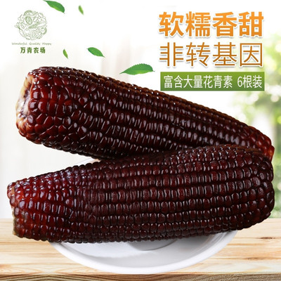 东北黑玉米230g*6根即食甜糯玉米黏玉米棒新鲜现摘非转基因包邮