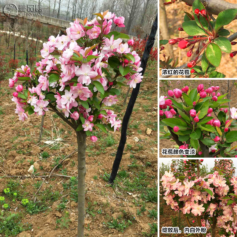 西府海棠花苗 庭院地栽陽台盆栽南方北方耐寒花卉植物 海棠樹苗在類目 鮮花速遞/花卉仿真/綠植園藝, 花園植物/行道樹/果樹, 觀葉 /花灌木中 - 來自Buy2taobao.com提供專業的淘寶代購服務