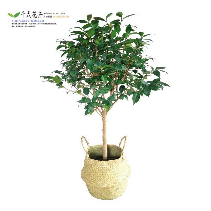 千式花卉 棒棒堂型 山茶花 烈香(High Fragrance)天香、醉香在类目 鲜花速递/花卉仿真/绿植园艺, 花卉/绿植盆栽(新), 绿植中 - 来自Buy2taobao.com提供专业的淘宝代购服务