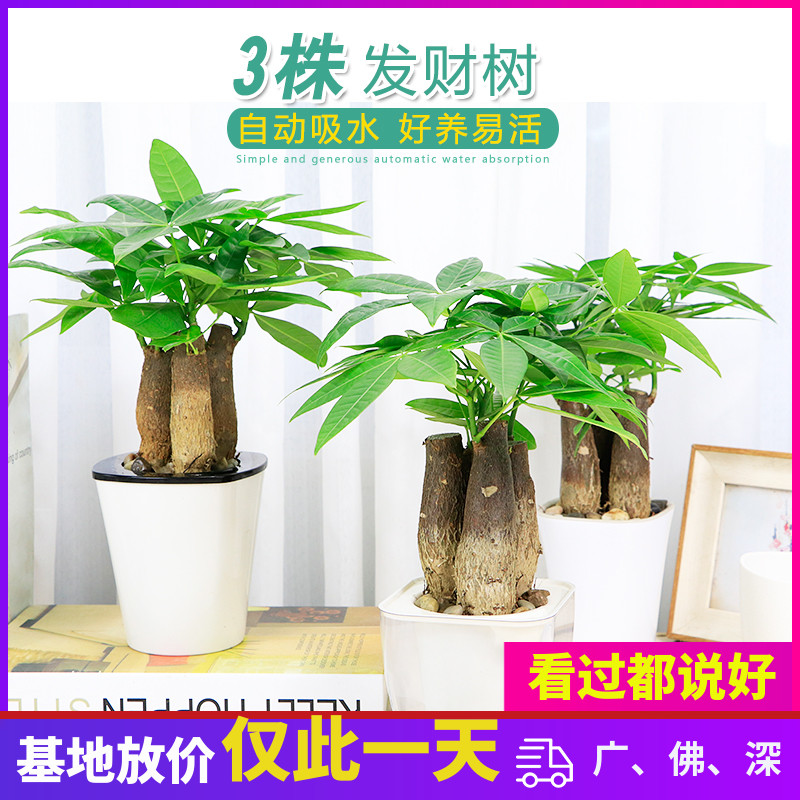 发财树三株盆栽花卉绿植盆景办公室内桌面防辐射吸甲醛卧室送广州在类目 鲜花速递/花卉仿真/绿植园艺, 花卉/绿植盆栽(新), 绿植中 - 来自Buy2taobao.com提供专业的淘宝代购服务