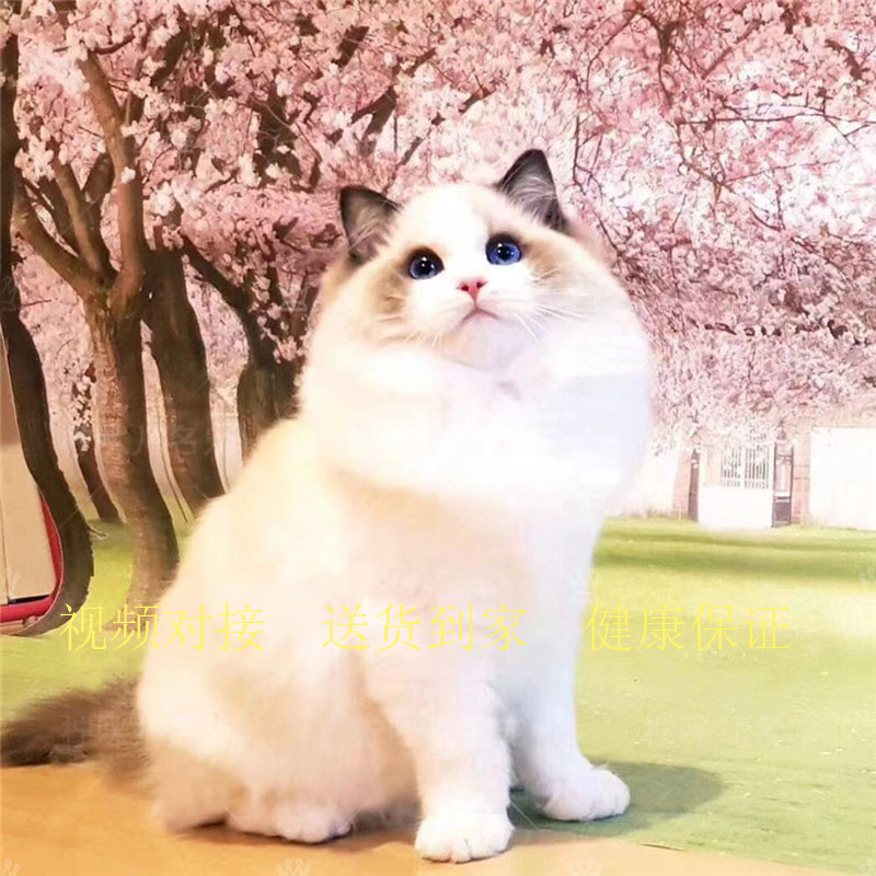 布偶猫活体幼猫纯种宠物猫咪海豹双色 蓝双家养赛级 布偶猫活物在类目 宠物/宠物食品及用品, 仓鼠类及其它小宠, 香猪中 - 来自Buy2taobao.com提供专业的淘宝代购服务