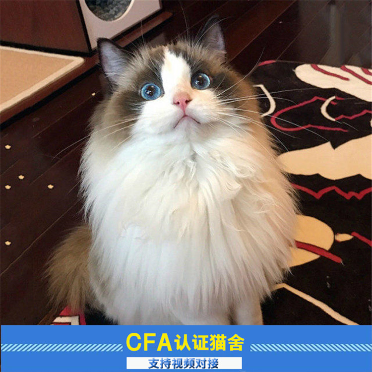 布偶猫幼猫活体纯种 双色海豹色布偶猫柠咪猫舍 布偶猫活体在类目 宠物/宠物食品及用品, 猫咪中 - 来自Buy2taobao.com提供专业的淘宝代购服务