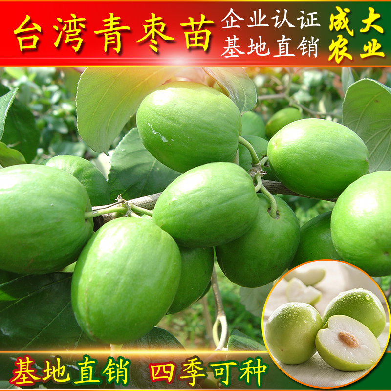 正宗台湾大青枣苗 嫁接果树苗庭院果树 南方种植当年结果包成活在类目 鲜花速递/花卉仿真/绿植园艺, 花园植物/行道树/果树, 果树中 - 来自Buy2taobao.com提供专业的淘宝代购服务