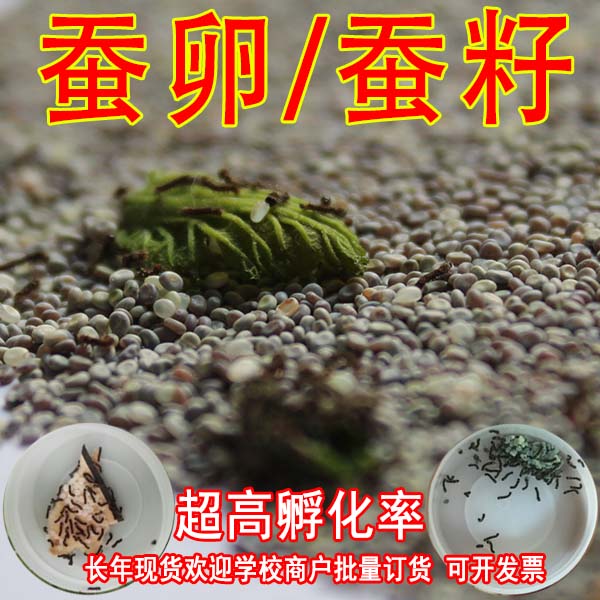 蚕籽蚕卵蚕蛋养殖桑蚕宝宝散种纸种蚕种1张天然蚕种20-3万粒包邮在类目 宠物/宠物食品及用品, 爬虫/鸣虫及其用品, 蚕宝宝中 - 来自Buy2taobao.com提供专业的淘宝代购服务