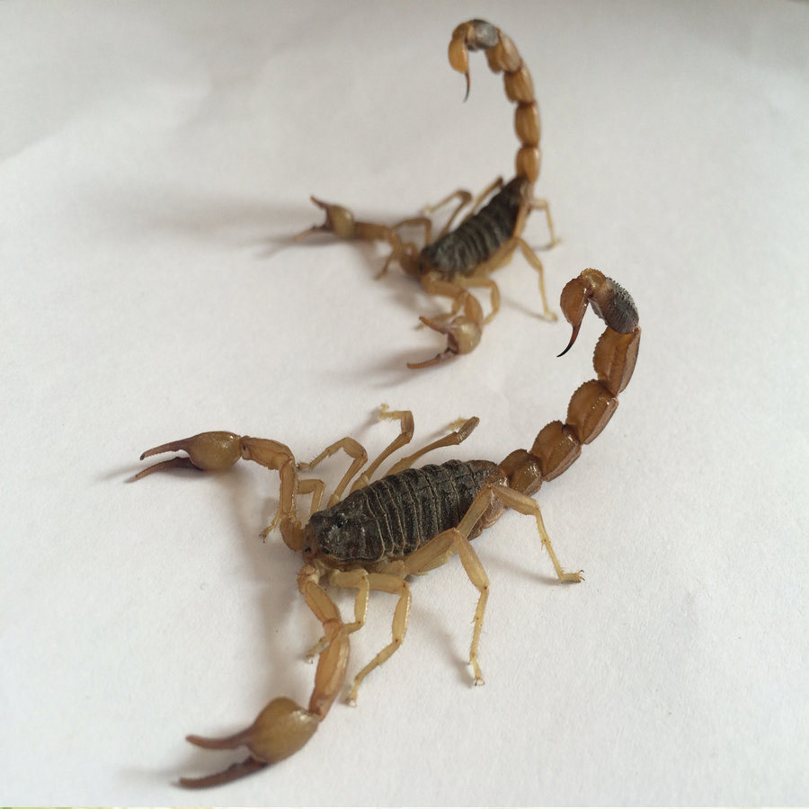 Yimeng live scorpion, fully edible, whole scorpion live scorpion, whole insect, fried in oil, soaked in wine, free shipping10give1