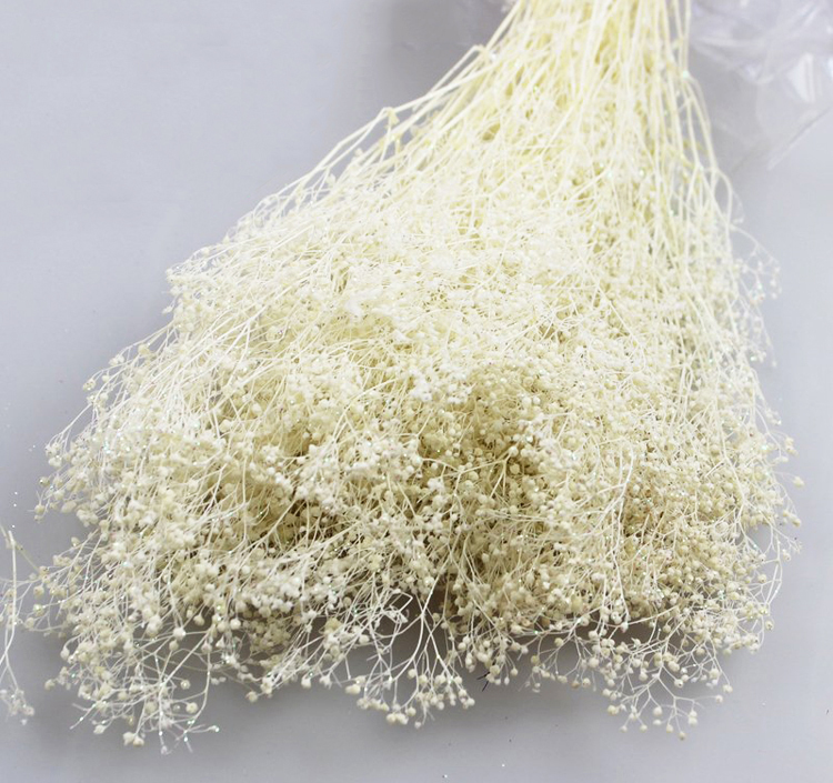 母亲节1克装diy永生花材料包满天星干花百万星插花瓶新娘头饰批发在类目 鲜花速递/花卉仿真/绿植园艺, 永生花/干花, 永生花中 - 来自Buy2taobao.com提供专业的淘宝代购服务