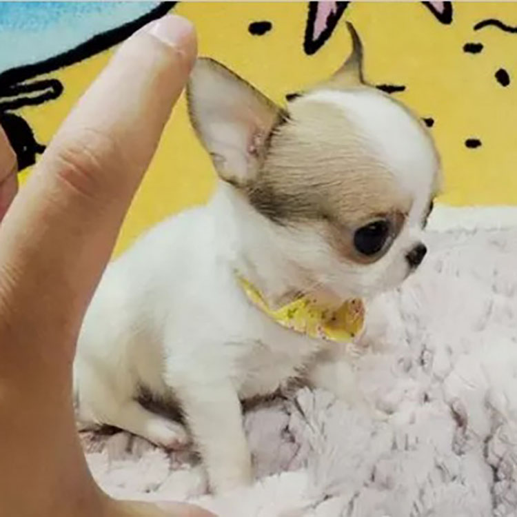 出售纯种苹果头吉娃娃幼犬长不大吉娃娃茶杯犬活体小型犬宠物狗狗|ruв категории животное/Животное питание и принадлежностей, Пэт жизнь услуг, подготовки, Пэт - от Buy2taobao.com для оказания профессиональной услуги покупки агента Taobao