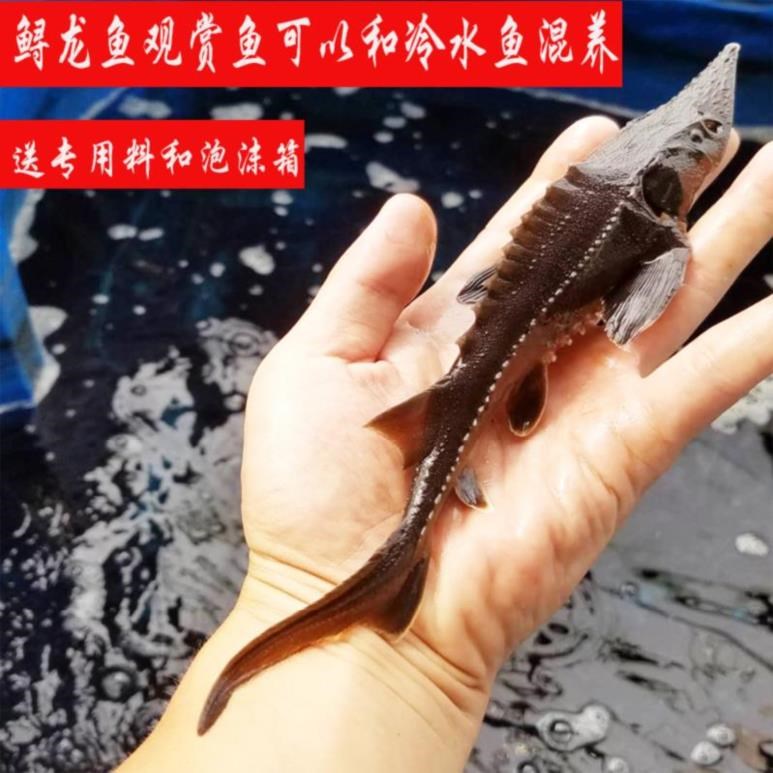 Fry breed Domesticated freshwater Lucky Fish Big head living thing large Mixed culture Scavenger Pet fish Duckbill small-scalein the Pet/Pet food and supplies , Aqua World , Fish category - from Buy2taobao.com to provide professional Taobao agent buy service