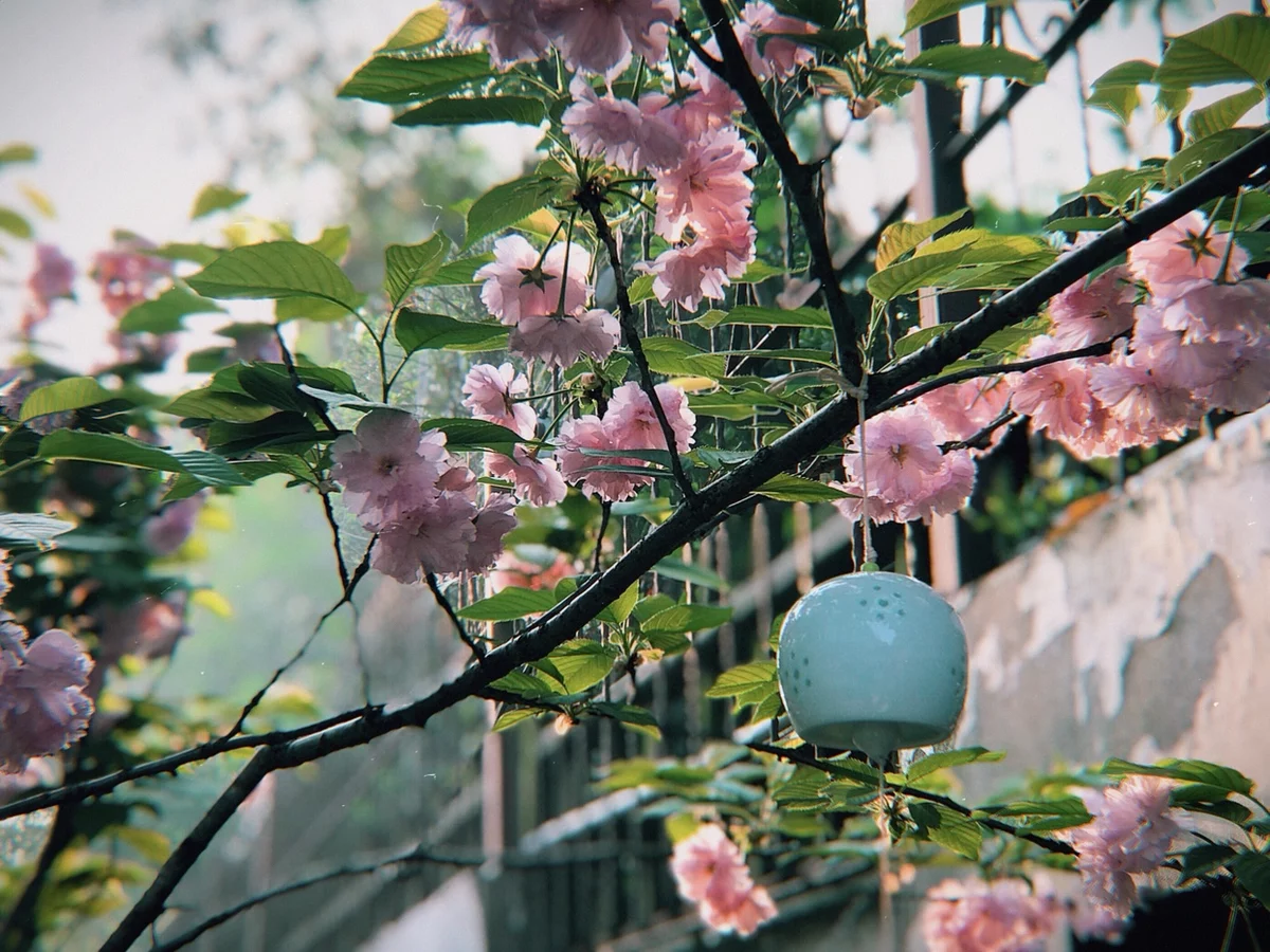 Wind chime Pendants Listening to the sea manual ceramics Wind chime Japanese style Pendants automobile Pendant Pledge ceramics Wind chimein the Home accessories , Wind chimes and accessories category - from Buy2taobao.com to provide professional Taobao agent buy service