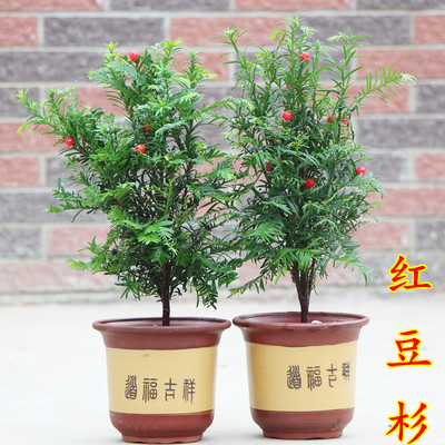 正宗红豆杉树苗大型盆栽曼地亚室内绿植盆景吸甲醛净化空气包邮