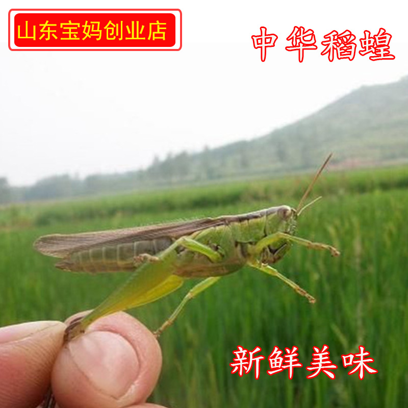 中华稻蝗新鲜小蚂蚱油蚂蚱新货特级蝗虫活体速冻蚱蜢2斤包邮|ruв категории зерно риса/север и Юг сухих грузов/приправы, другие продукты - от Buy2taobao.com для оказания профессиональной услуги покупки агента Taobao