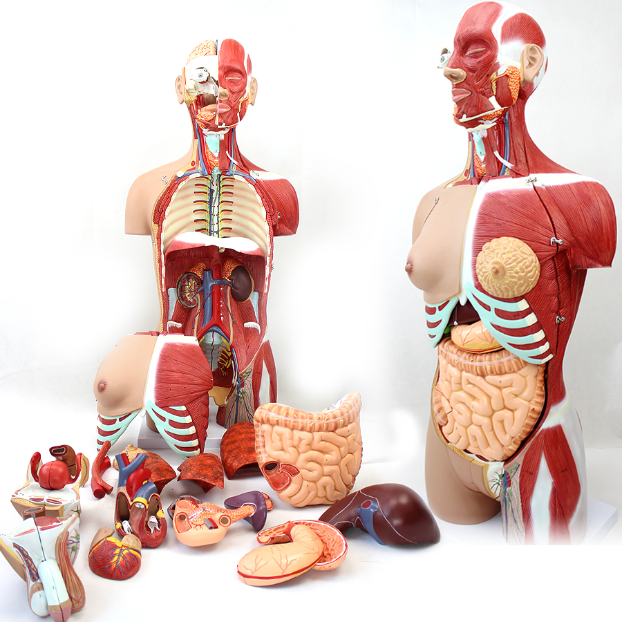 ENOVO quality goods 85CM Human organ Systematic anatomy Model Medical Science Trunk Organ muscle anatomy Modelin the Toy/Childs/Puzzle/Building block/Model , Static model , Other model toys category - from Buy2taobao.com to provide professional Taobao agent buy service