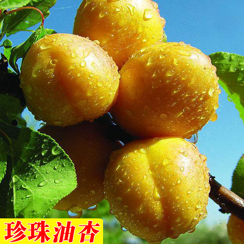 Pearl Apricot 3 fresh fruit Shandong specialty Apricots pregnant woman Xinjiang Small white apricot 5in the Aquatic meat/Fresh fruits and vegetables/Cooked , Fresh fruit , Other category - from Buy2taobao.com to provide professional Taobao agent buy service