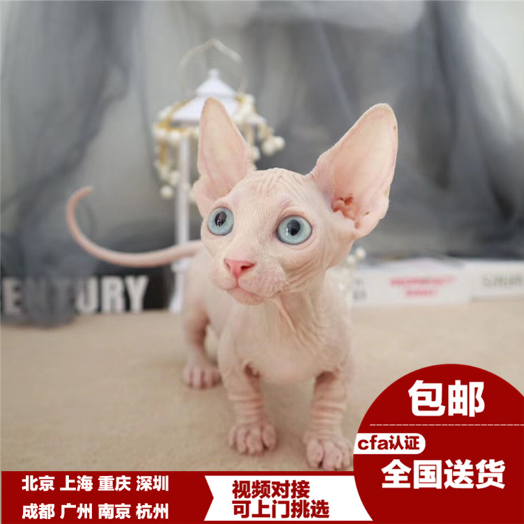 Geokon Hairless Sphynx Pygmy cat White Blue Eyes Pet cat living thing Kittens Kitty Living creaturesin the Pet/Pet food and supplies , Kitty category - from Buy2taobao.com to provide professional Taobao agent buy service