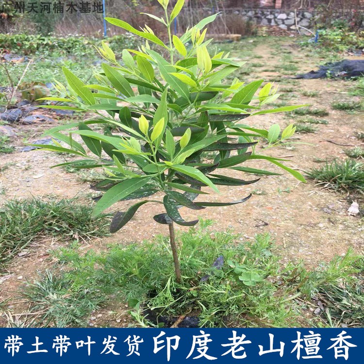 名贵苗木 老山檀香苗 正宗印度檀香苗 印度檀香树苗 白檀香树苗在类目 鲜花速递/花卉仿真/绿植园艺, 花园植物/行道树/果树, 行道树/乔木中 - 来自Buy2taobao.com提供专业的淘宝代购服务