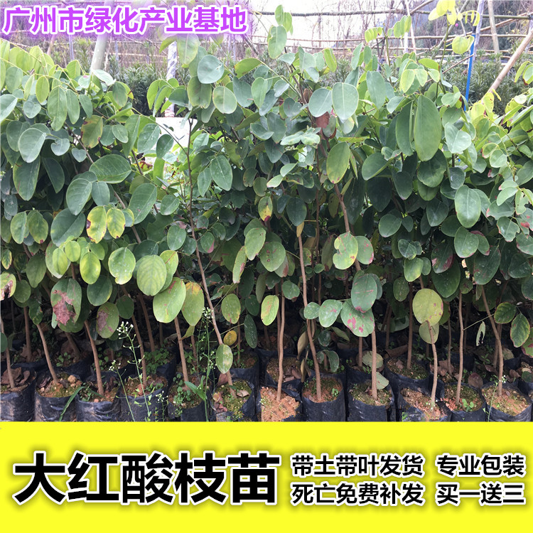 越南大红酸枝苗 老挝交趾黄檀树苗 酸枝木苗 正宗大红酸枝苗|msdalam kategori penghantaran bunga/bunga simulasi/tumbuhan berkebun, 花园植物/行道树/果树, 行道树/乔木 - dari Buy2taobao.com untuk memberikan perkhidmatan ejen Taobao profesional membeli