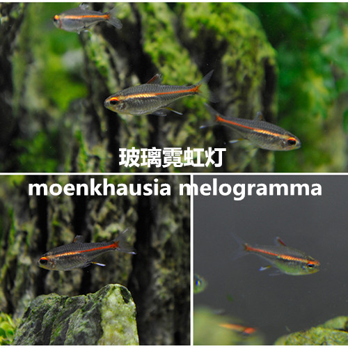 Tropical Fish Ornamental fish Glass The neon lights Red light Tube lights small-scale Watch Fish grass Light fishin the Pet/Pet food and supplies , Aqua World , Fish category - from Buy2taobao.com to provide professional Taobao agent buy service