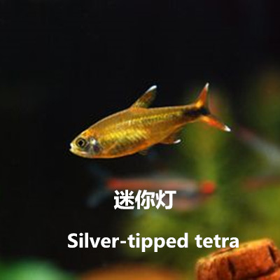 热带鱼观赏鱼小型鱼草缸灯鱼迷你灯鱼满天星渔场直销包邮包活|ruв категории животное/Животное питание и принадлежностей, аквариум мира, рыба - от Buy2taobao.com для оказания профессиональной услуги покупки агента Taobao