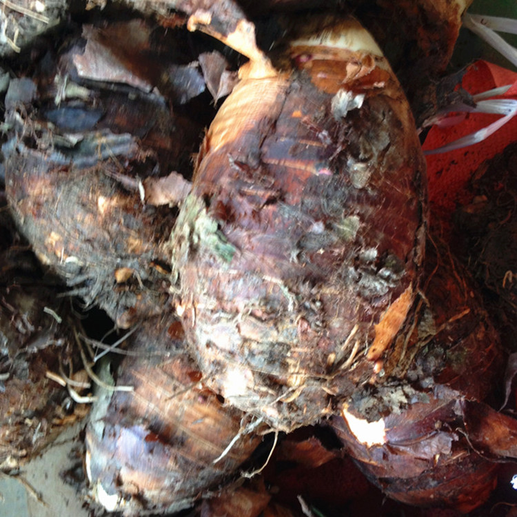 Farm taro Guangxi fresh Li Riverside taro Taro Areca taro 5 poundsin the Aquatic meat/Fresh fruits and vegetables/Cooked , Fresh vegetables/Vegetable products , Fresh vegetables , Other category - from Buy2taobao.com to provide professional Taobao agent buy service
