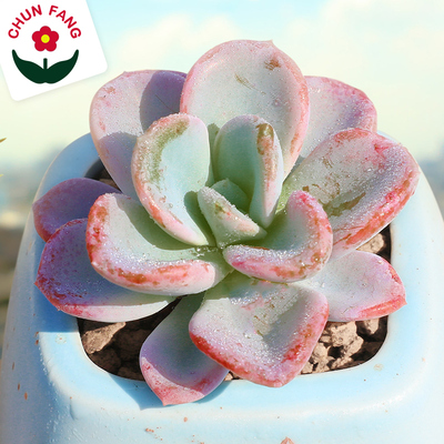 美尻多肉植物超萌肉肉室内新手盆小栽花卉绿植批发清仓肉嘟嘟多肉