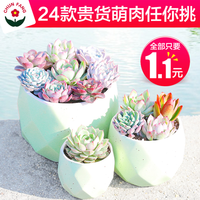 多肉植物组合小盆栽绿植肉肉新手肉嘟嘟花卉多肉批发清仓包邮1元