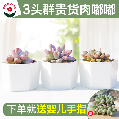 多肉植物组合盆栽批发萌肉肉多肉花卉红手指葡萄婴儿手指桃蛋群生