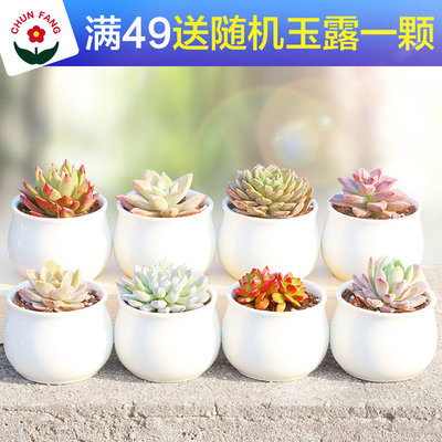 春芳屁股花组合小盆栽多肉植物批发办公室肉肉多肉萌肉肉桃蛋玉露