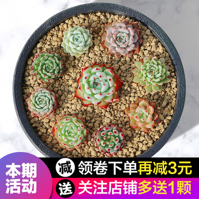 春芳多肉植物组合盆栽室内批发肉嘟嘟超萌多肉含盆土新手套餐包邮