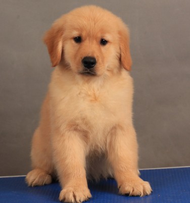 纯种双血统金毛幼犬寻回黄金猎犬大头长毛赛级金毛狗宠物狗狗活体在类目 宠物/宠物食品及用品, 宠物生活服务, 宠物训练中 - 来自Buy2taobao.com提供专业的淘宝代购服务