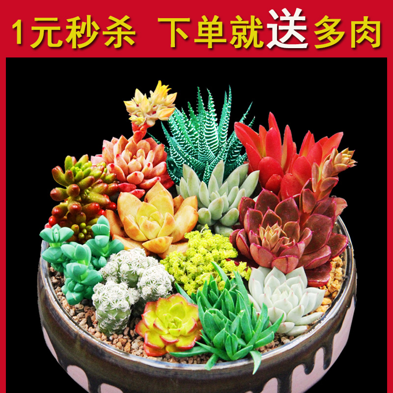 新手稀有精品多肉植物组合盆栽办公室防辐射绿植花卉包邮品种|msdalam kategori penghantaran bunga/bunga simulasi/tumbuhan berkebun, bunga/Tumbuh-tumbuhan tumbuh-tumbuhan pasu (baru), succulents - dari Buy2taobao.com untuk memberikan perkhidmatan ejen Taobao profesional membeli