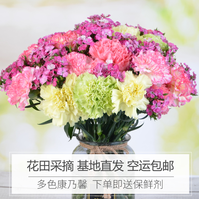 云南康乃馨鲜花直批基地直发家用花束同城速递空运包邮母亲节10支|msdalam kategori penghantaran bunga/bunga simulasi/tumbuhan berkebun, penghantaran bunga (bandar) - dari Buy2taobao.com untuk memberikan perkhidmatan ejen Taobao profesional membeli